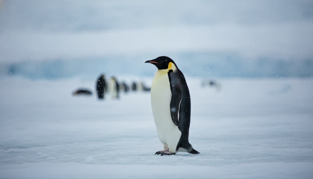 Kaiserpinguin Steckbrief
